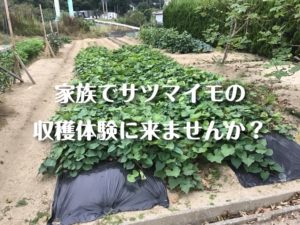 福山市サツマイモ収穫体験